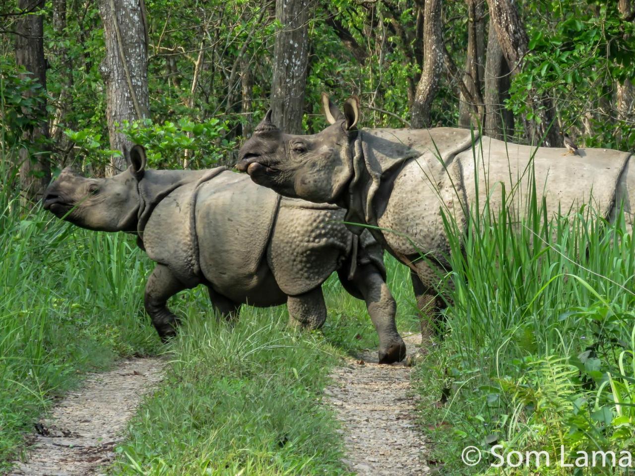 Eden Jungle Resort Sauraha Exteriör bild
