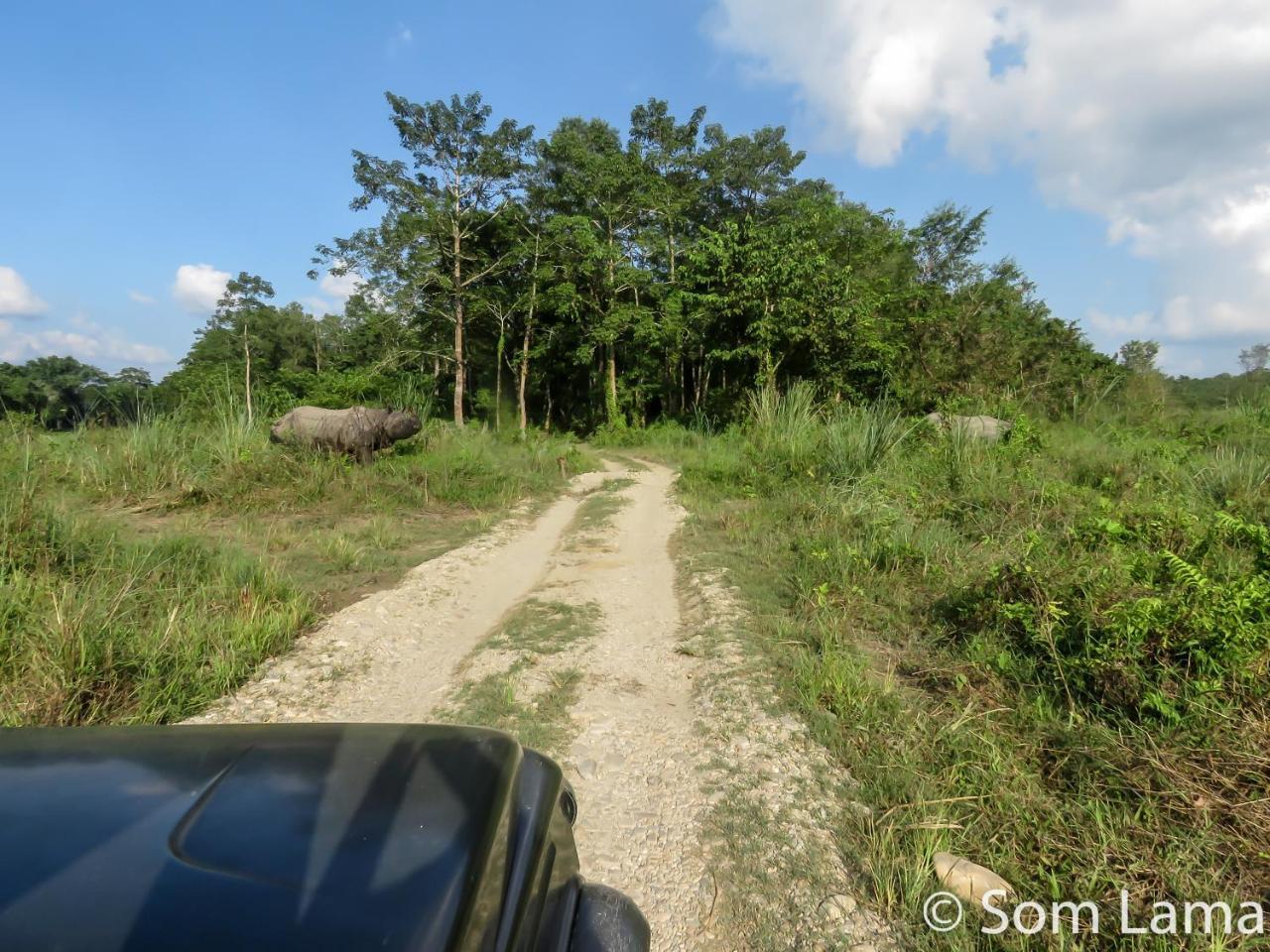 Eden Jungle Resort Sauraha Exteriör bild