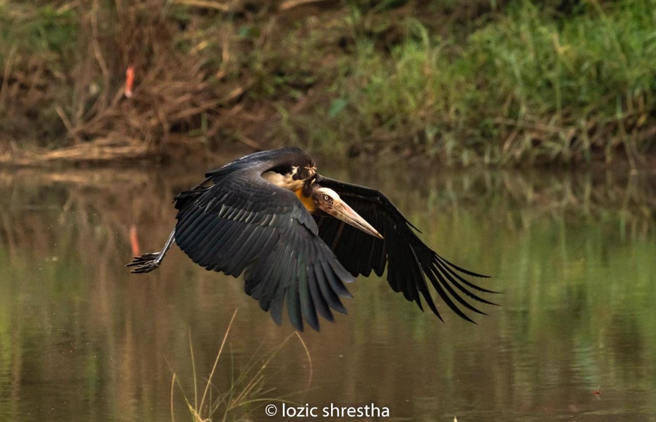 Eden Jungle Resort Sauraha Exteriör bild