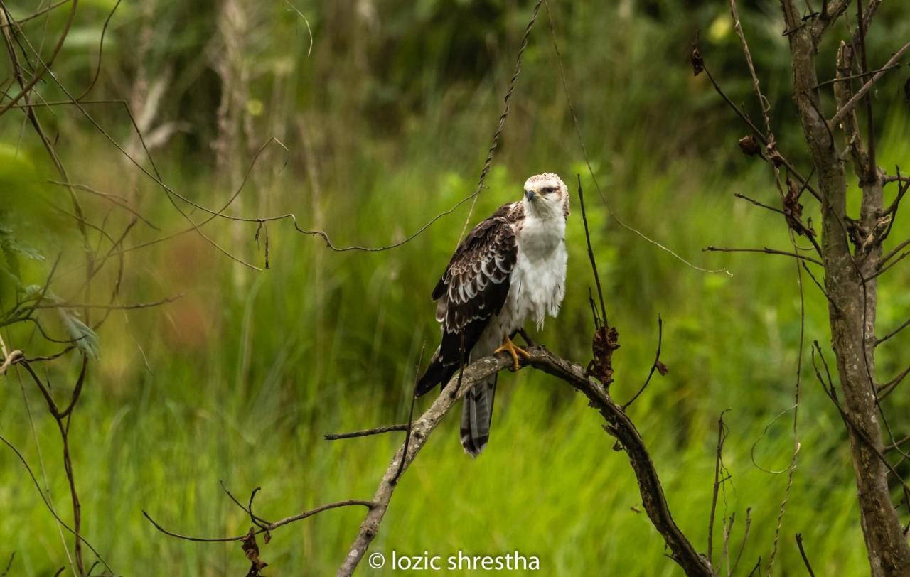 Eden Jungle Resort Sauraha Exteriör bild