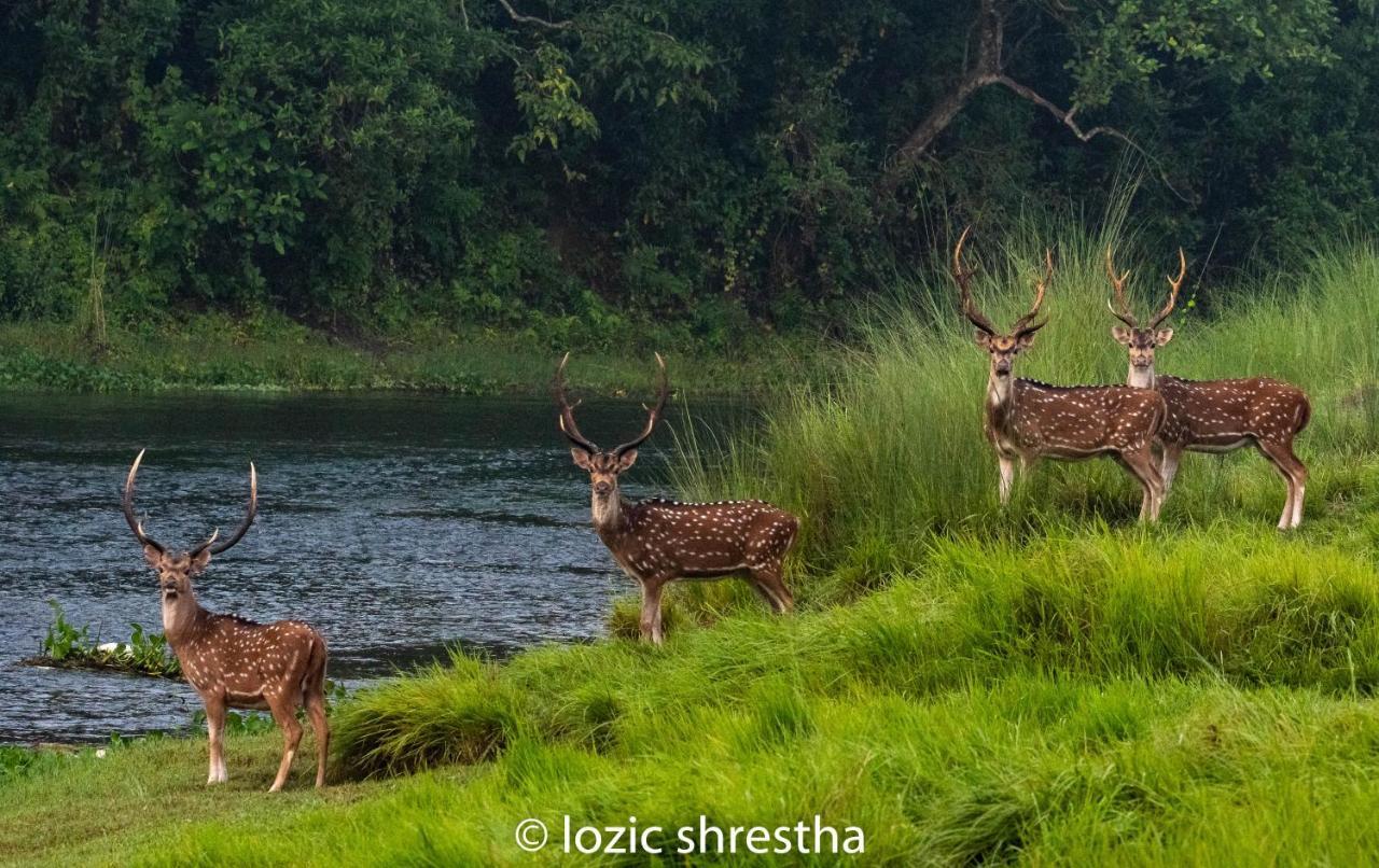 Eden Jungle Resort Sauraha Exteriör bild