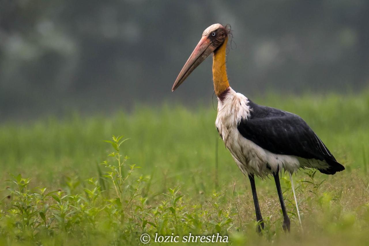Eden Jungle Resort Sauraha Exteriör bild