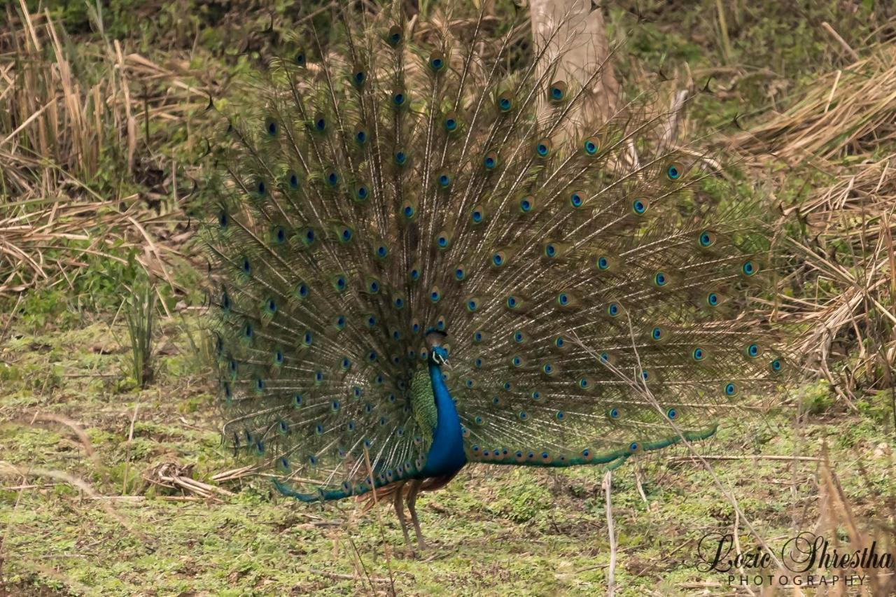Eden Jungle Resort Sauraha Exteriör bild
