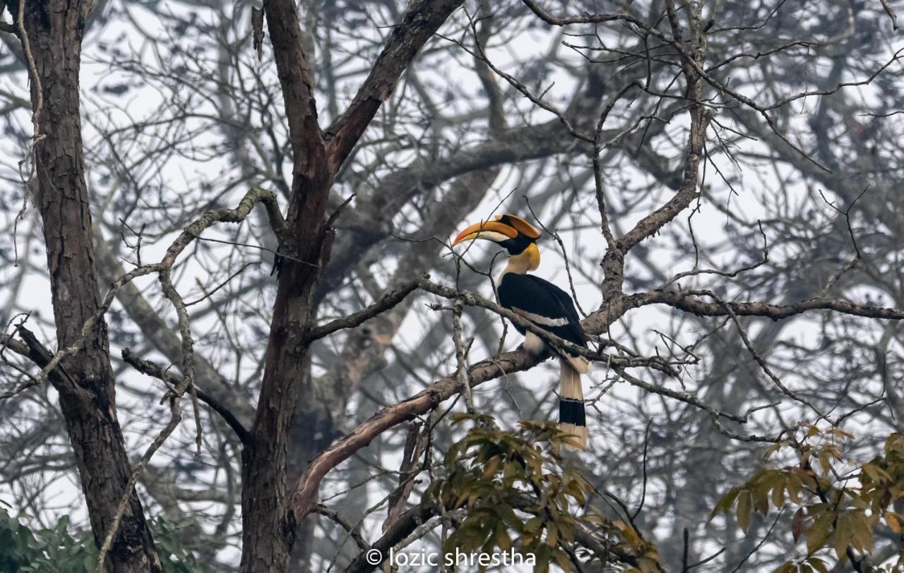 Eden Jungle Resort Sauraha Exteriör bild